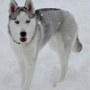 Meet your Posher, Timothy